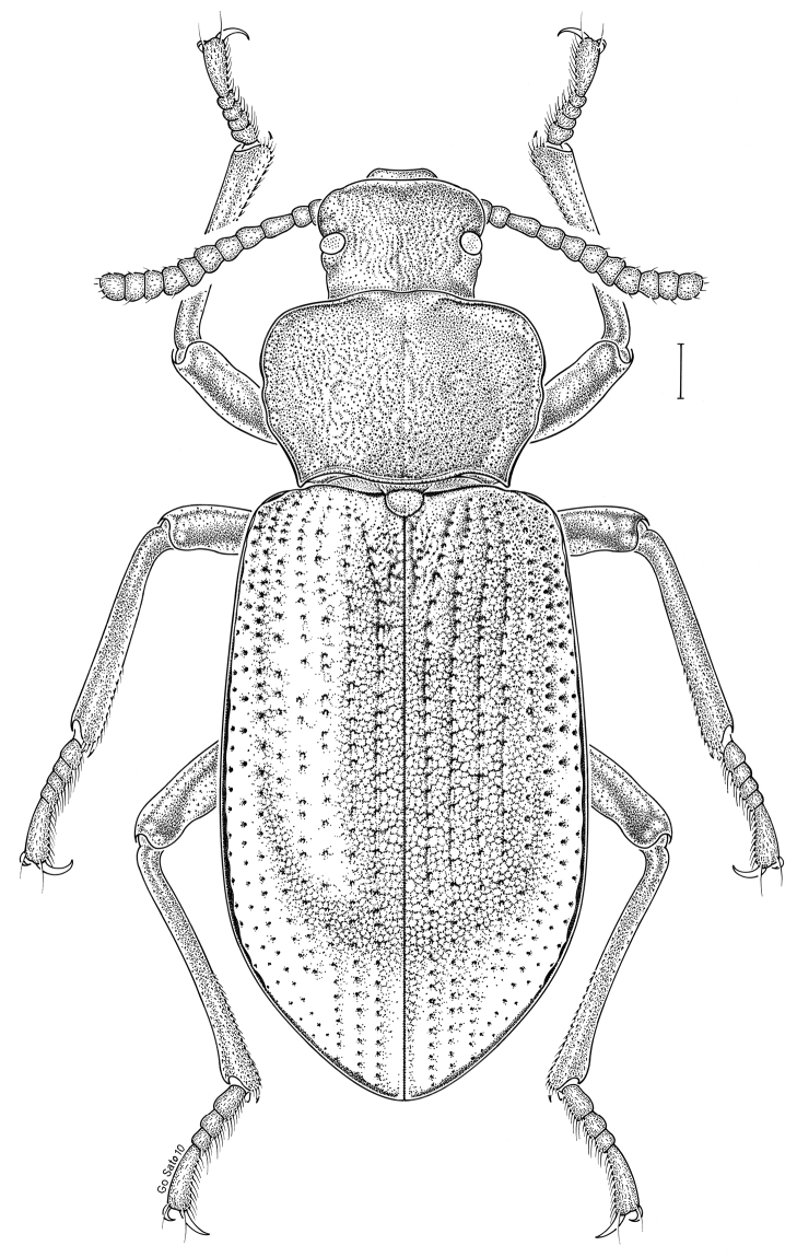 Photo of Serrated darkling beetle