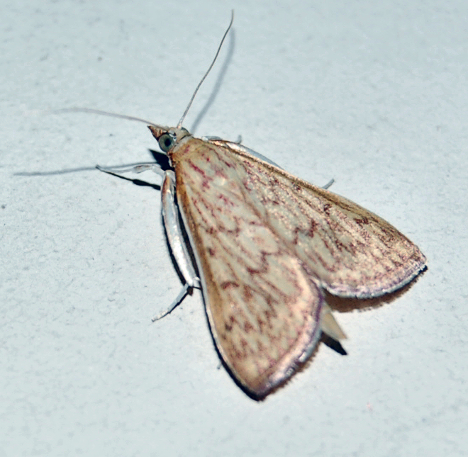 Photo of Sesame leafroller