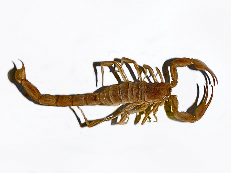 Photo of Sesriem scorpion