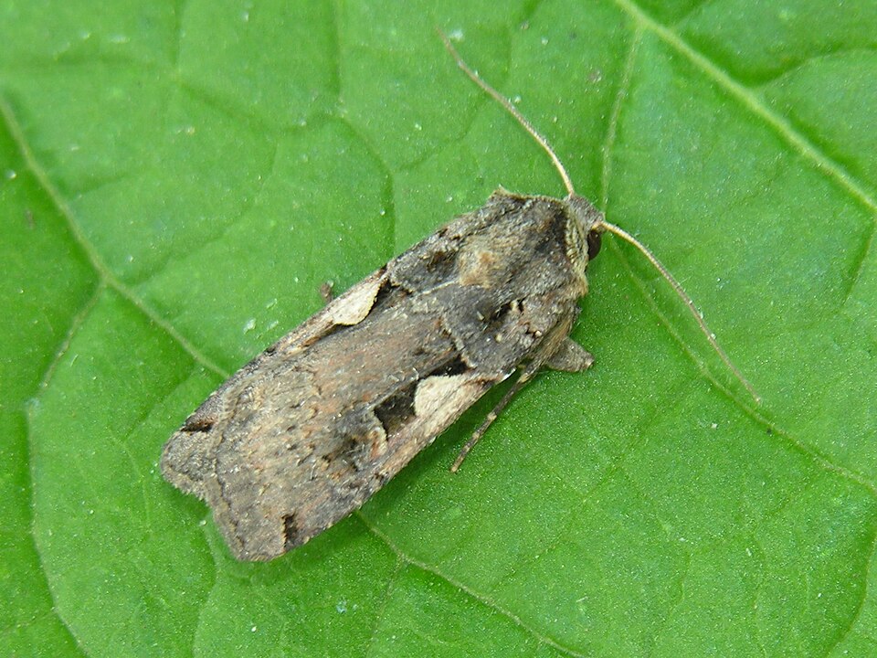 Photo of Setaceous Hebrew character