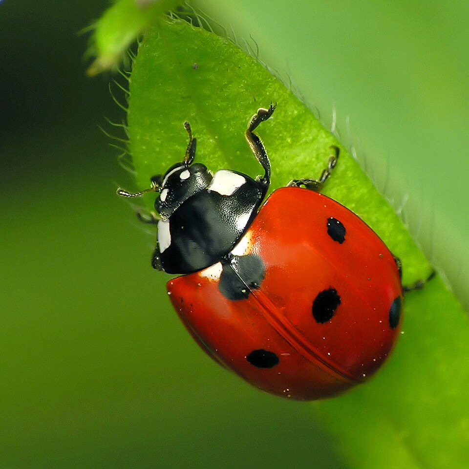 Photo of Seven-spot ladybird