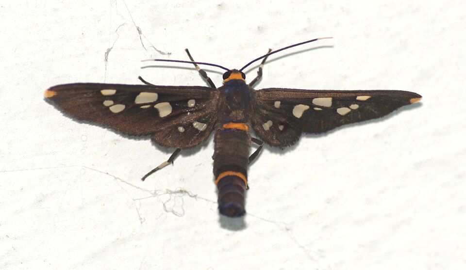Photo of Seven-spotted handmaiden moth