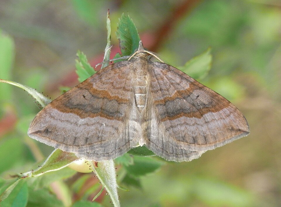 Photo of Shaded broad-bar
