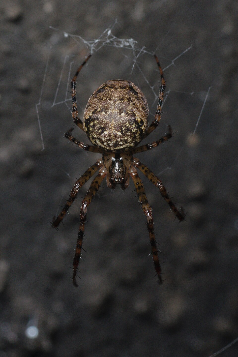 Photo of Shaded orbweaver