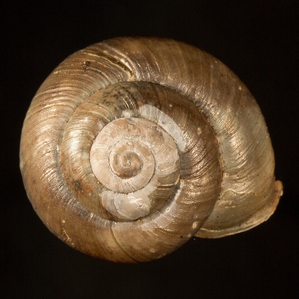 Photo of Shadow snail