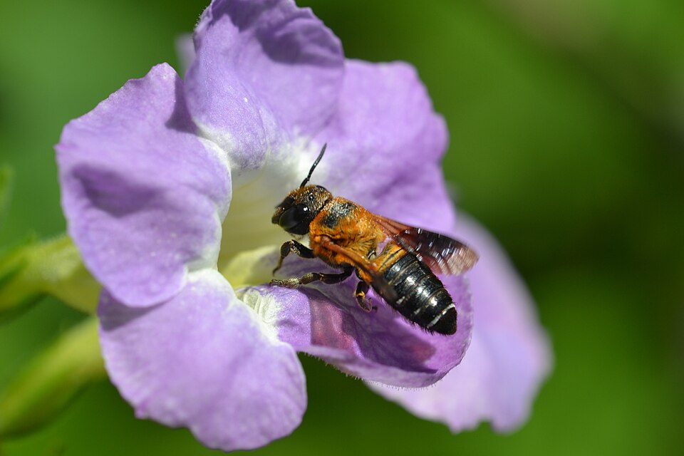 Photo of Shadow-winged resin bee