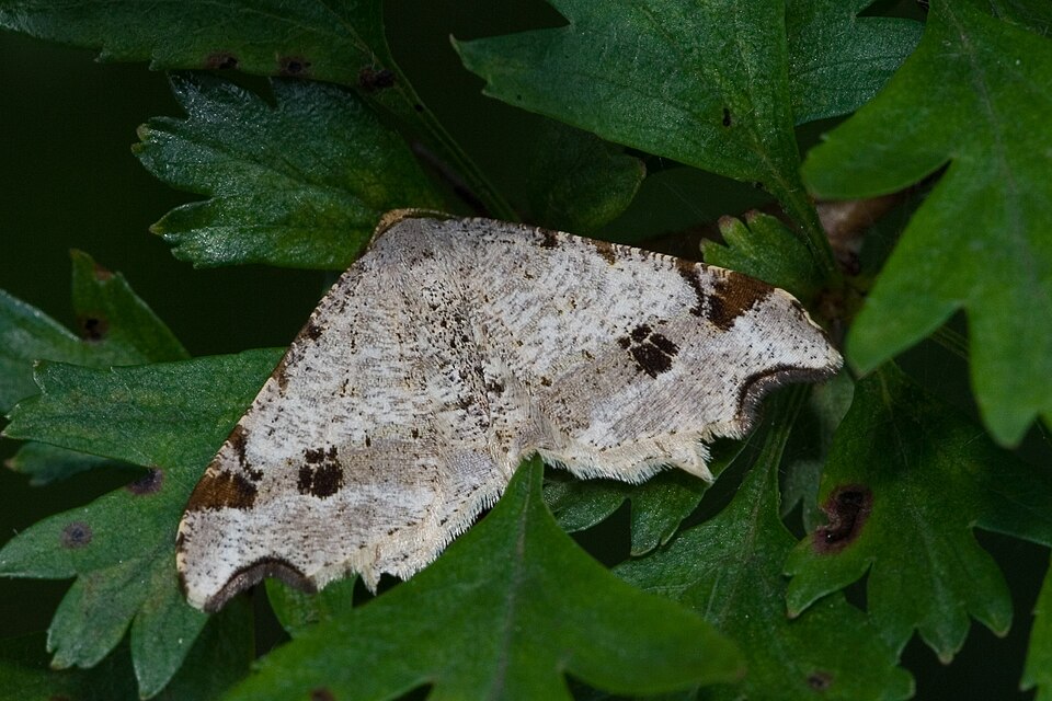 Photo of Sharp-angled peacock moth