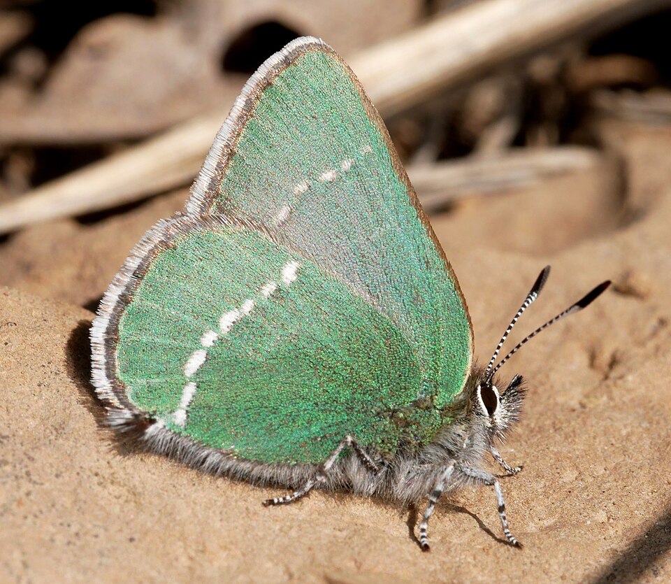 Photo of Sheridan's hairstreak