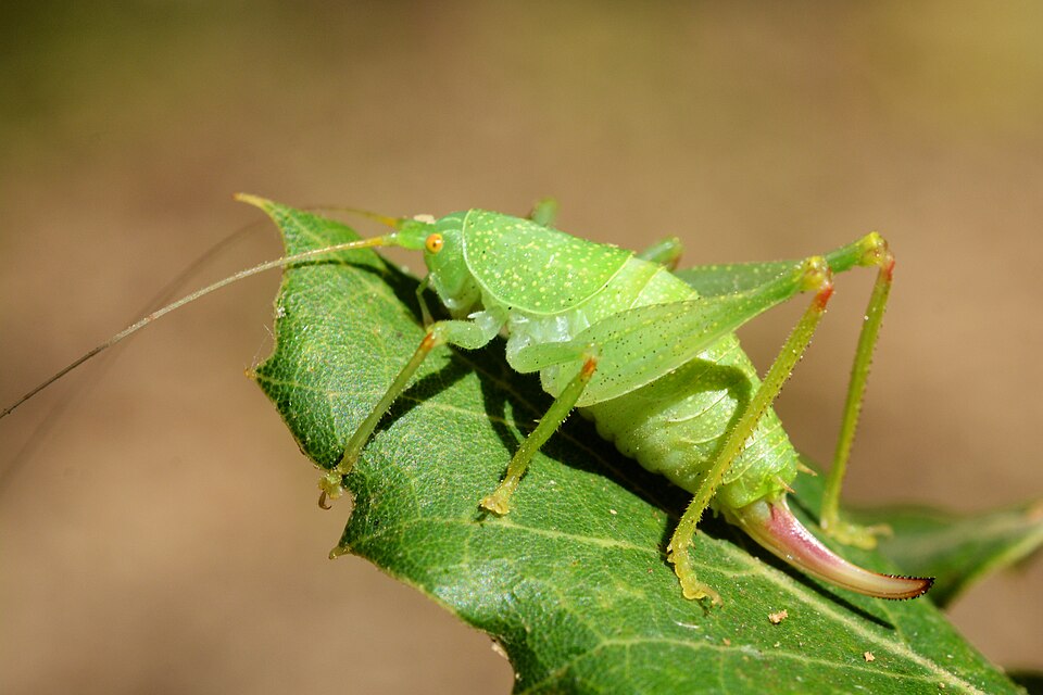 Photo of Shielded oak bush-cricket
