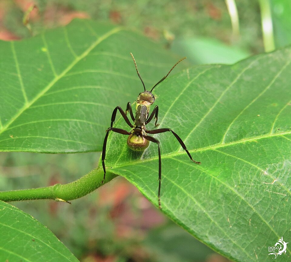 Photo of Shimmering golden sugar ant