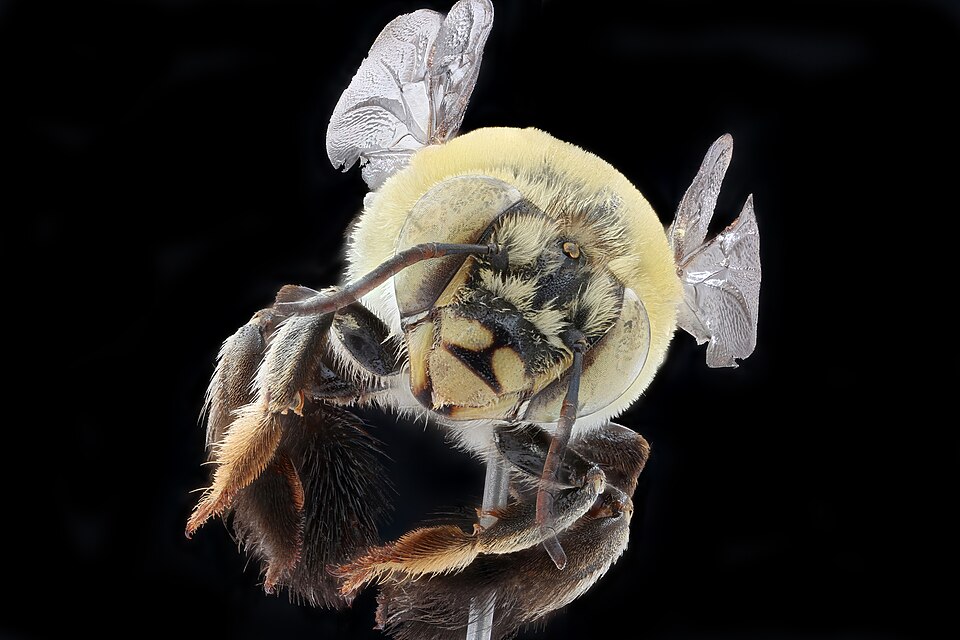 Photo of Shining oil-digger bee