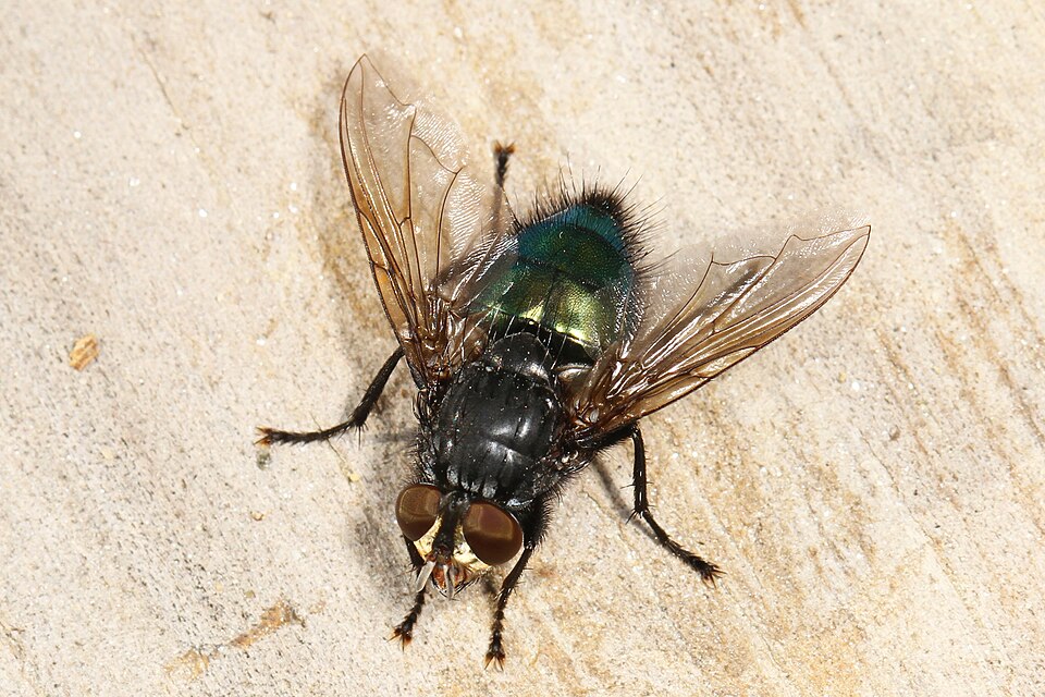 Photo of Shiny blue bottle fly