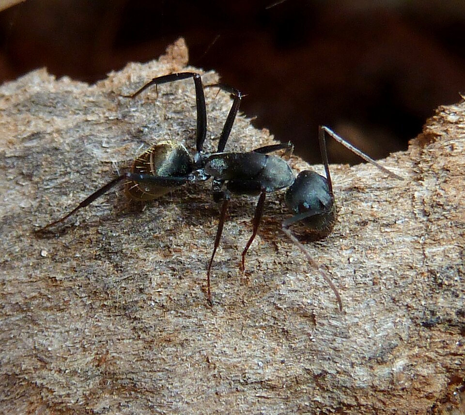 Photo of Shiny sugar ant
