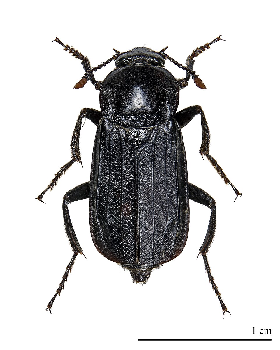Photo of Shore sexton beetle