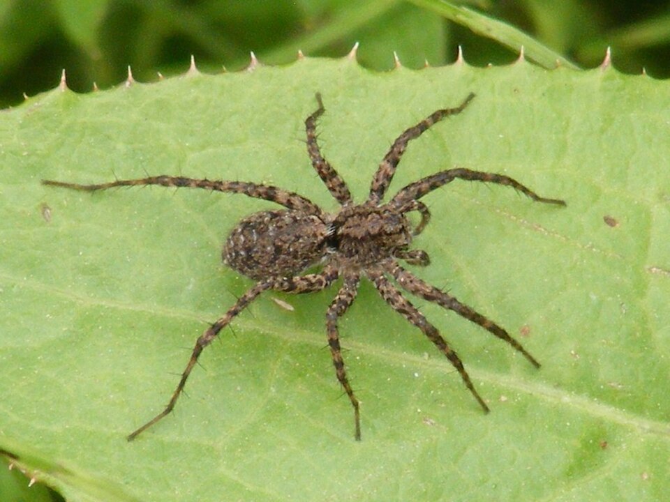 Photo of Shore spider