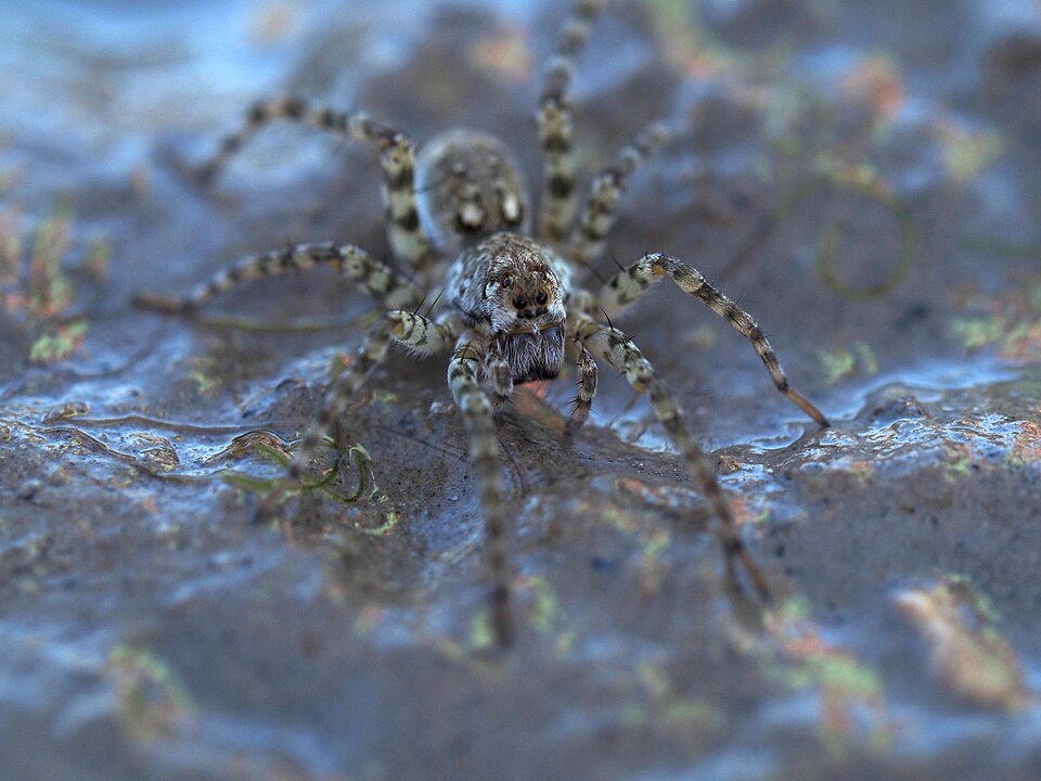 Photo of Shoreline wolf spider