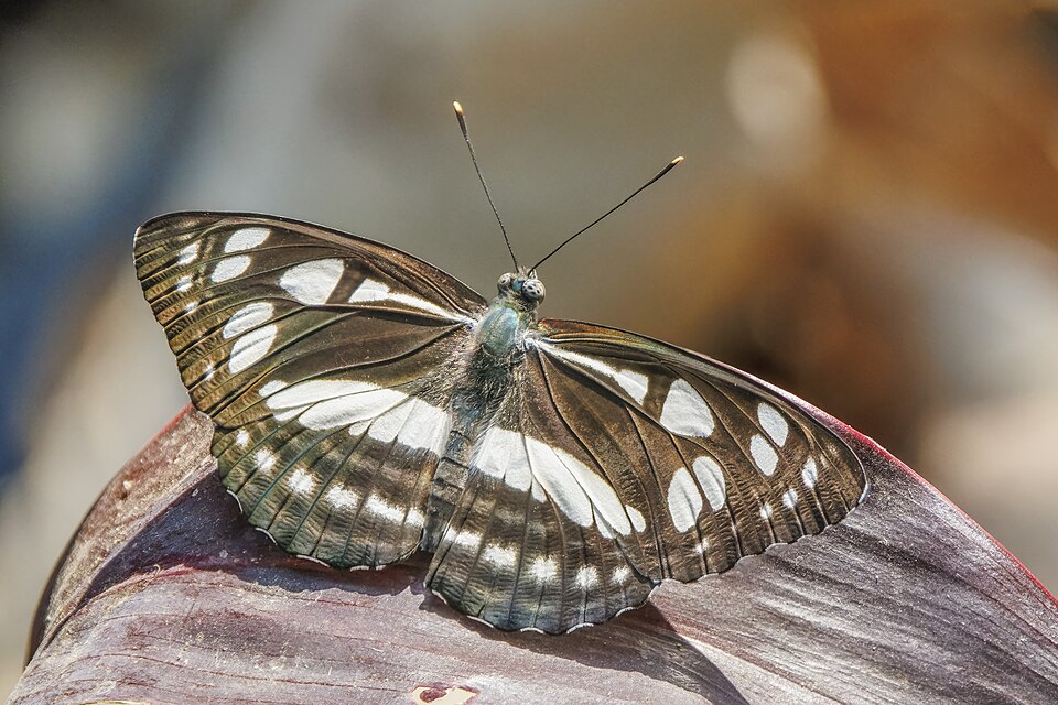 Photo of Short banded sailer