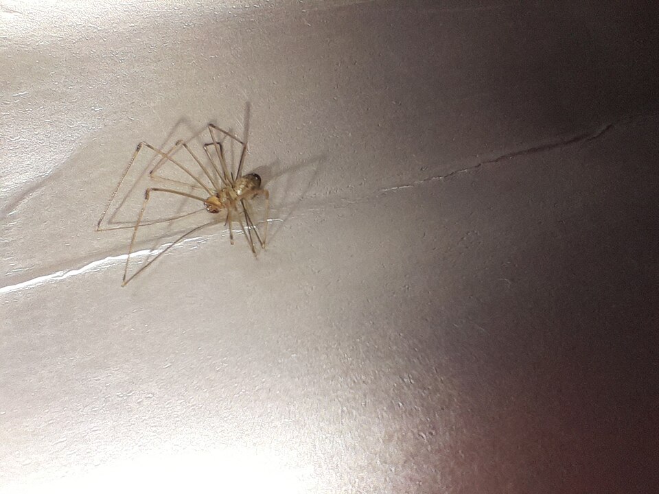 Photo of Short-bodied cellar spider