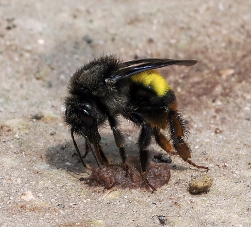 Photo of Short-faced bumble bee