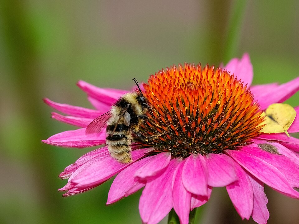 Photo of Short-haired bumble bee