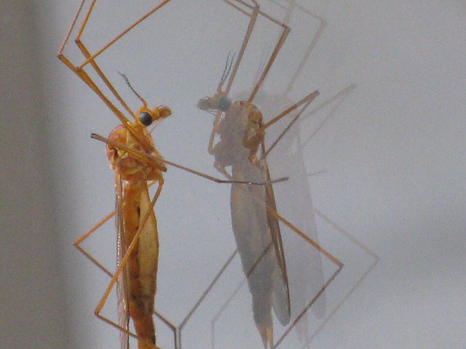 Photo of Short-palped tiger crane fly