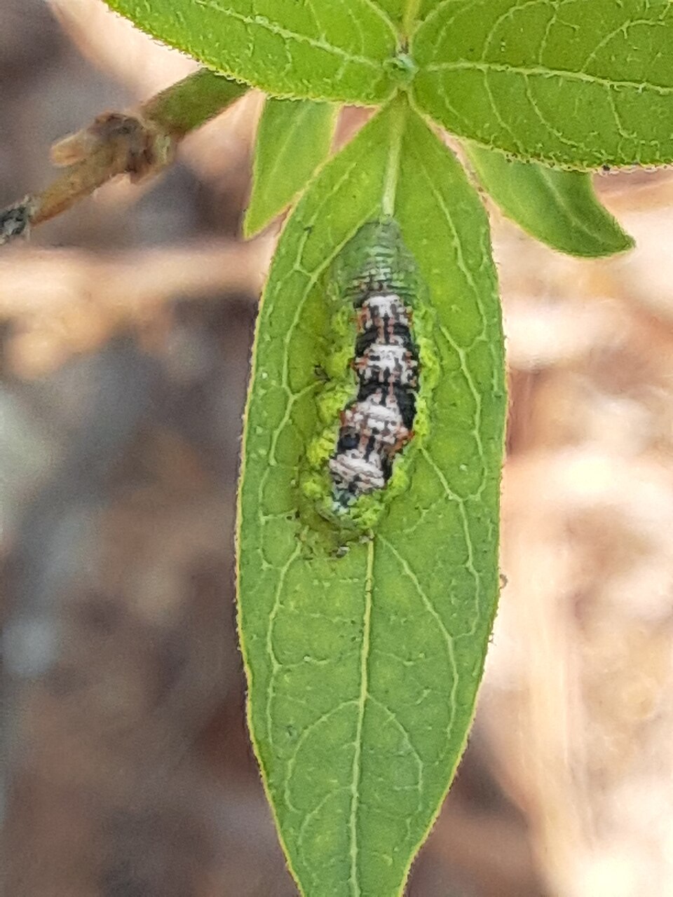 Photo of Short-tailed aphideater