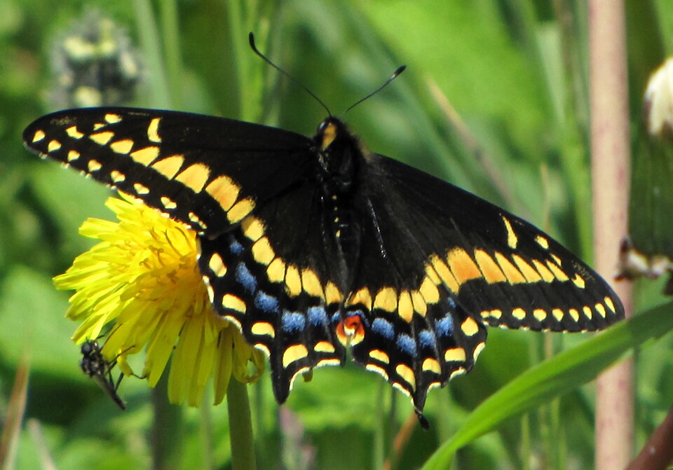 Photo of Short-tailed swallowtail