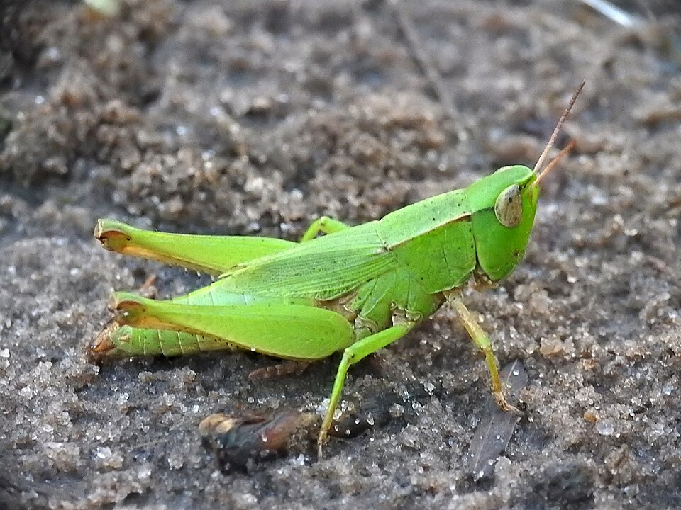 Photo of Short-winged green grasshopper
