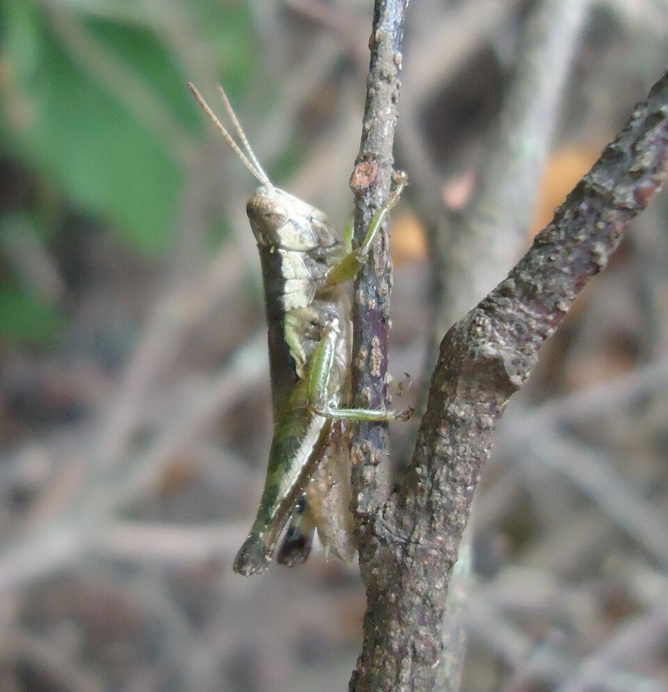 Photo of Short-winged rice grasshopper