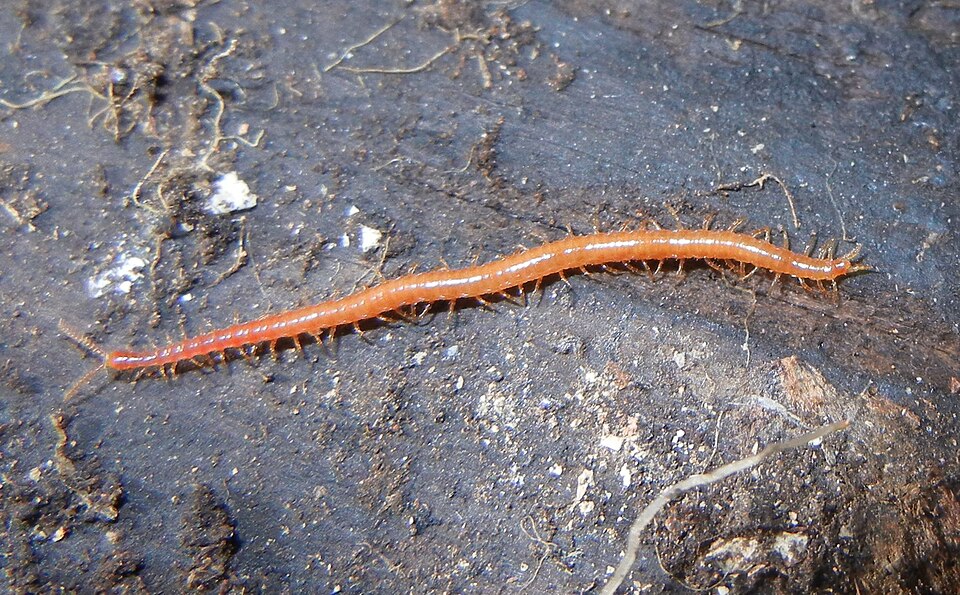 Photo of Shorter red centipede