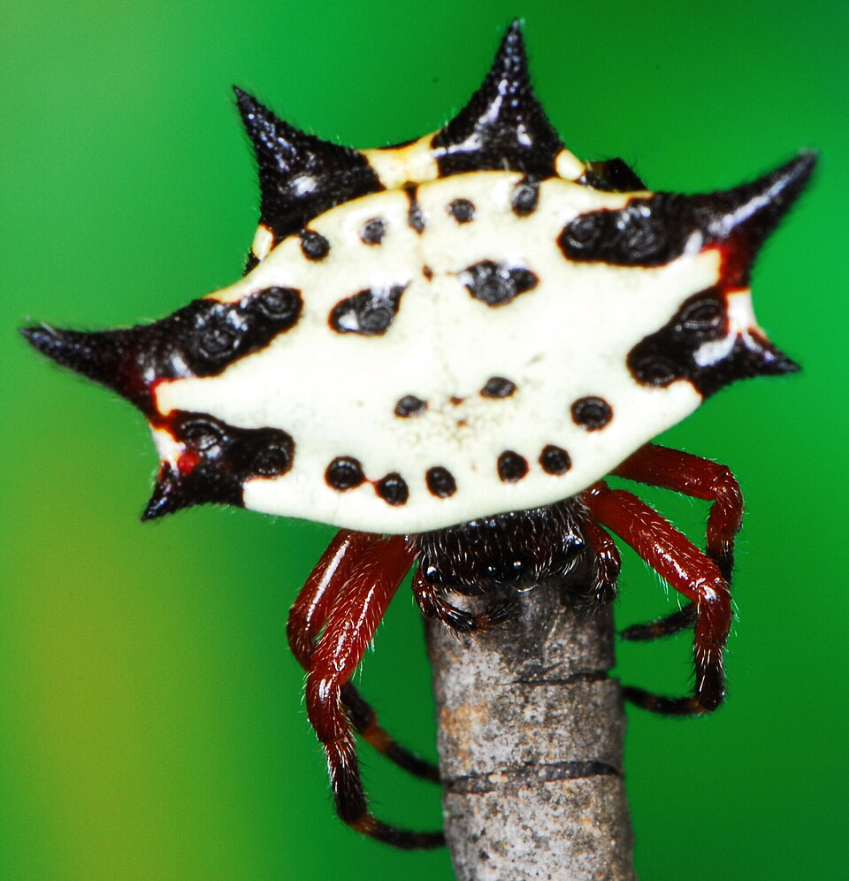 Photo of Shorthorn kitespider