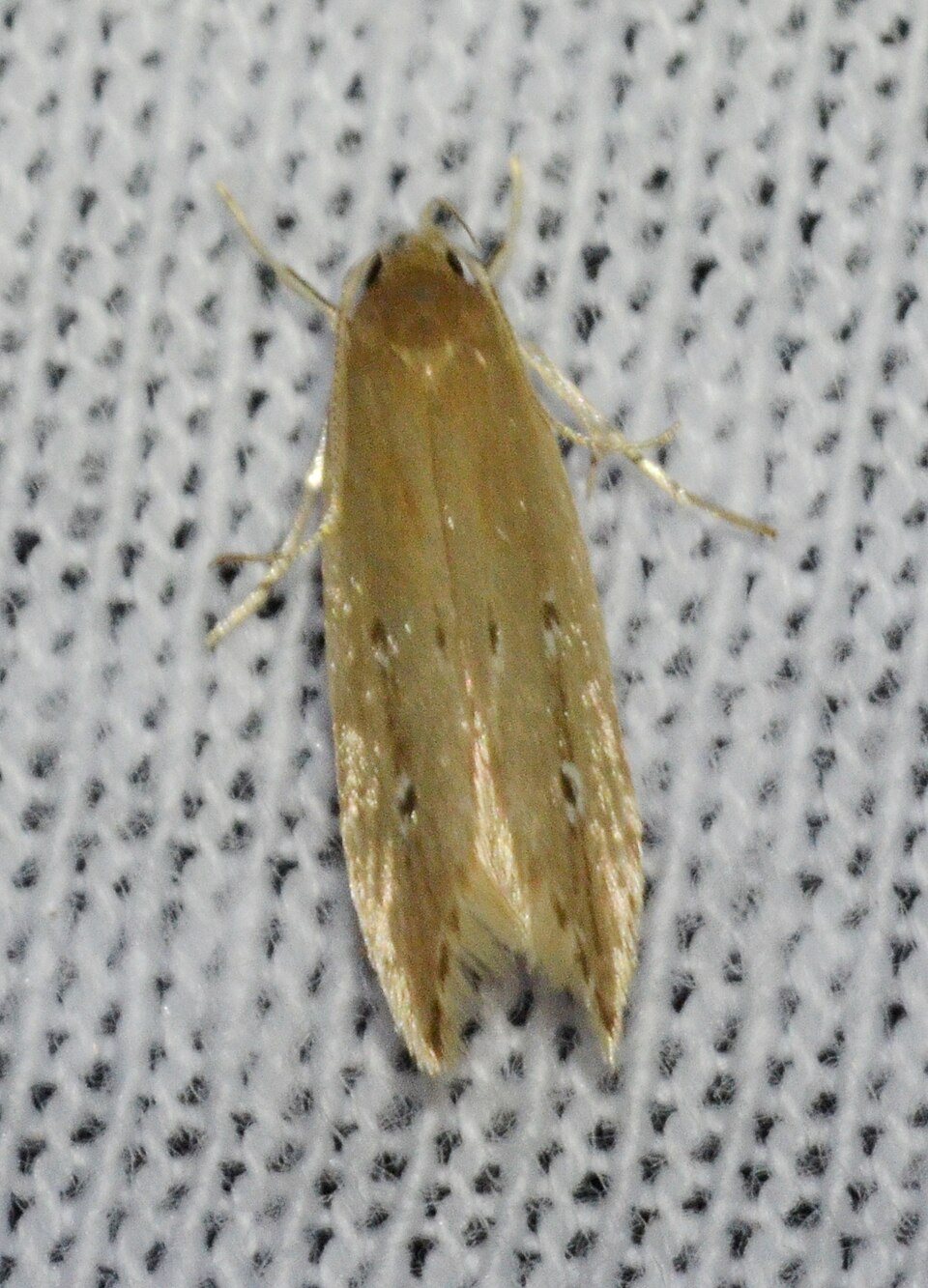 Photo of Shy cosmet moth