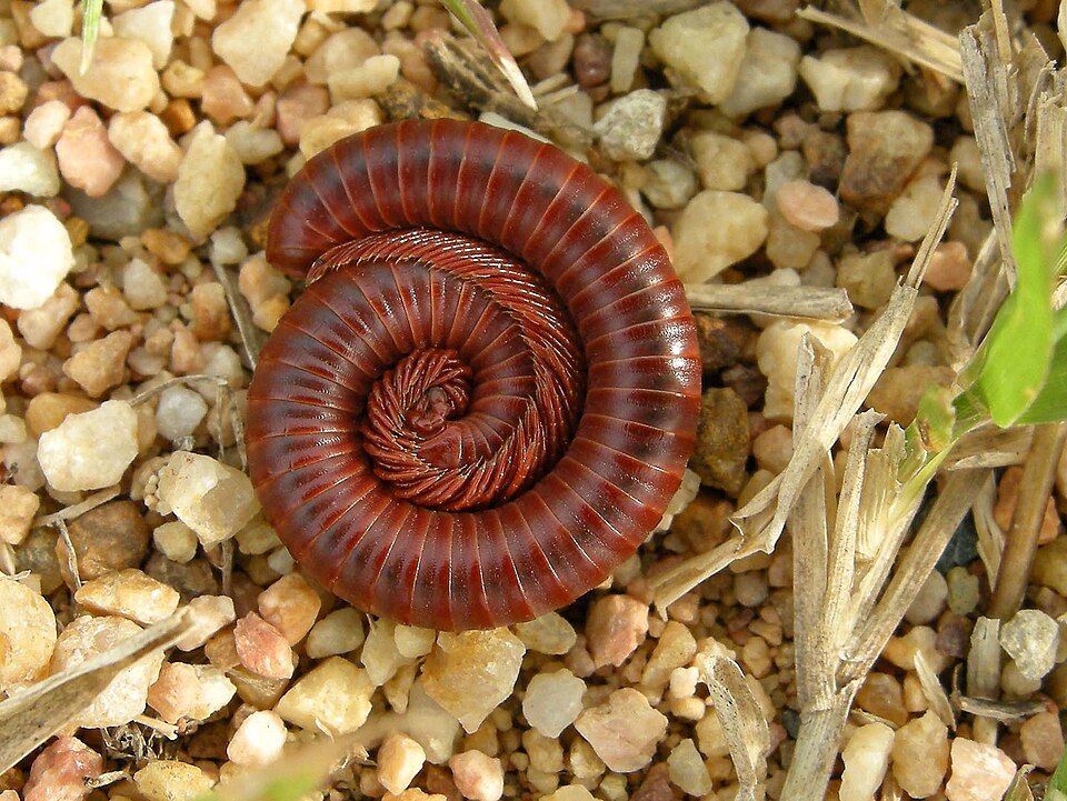 Photo of Siamese pointy-tailed millipede