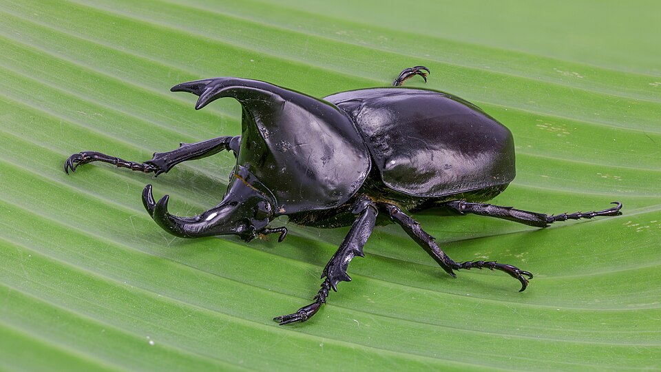 Photo of Siamese rhinoceros beetle