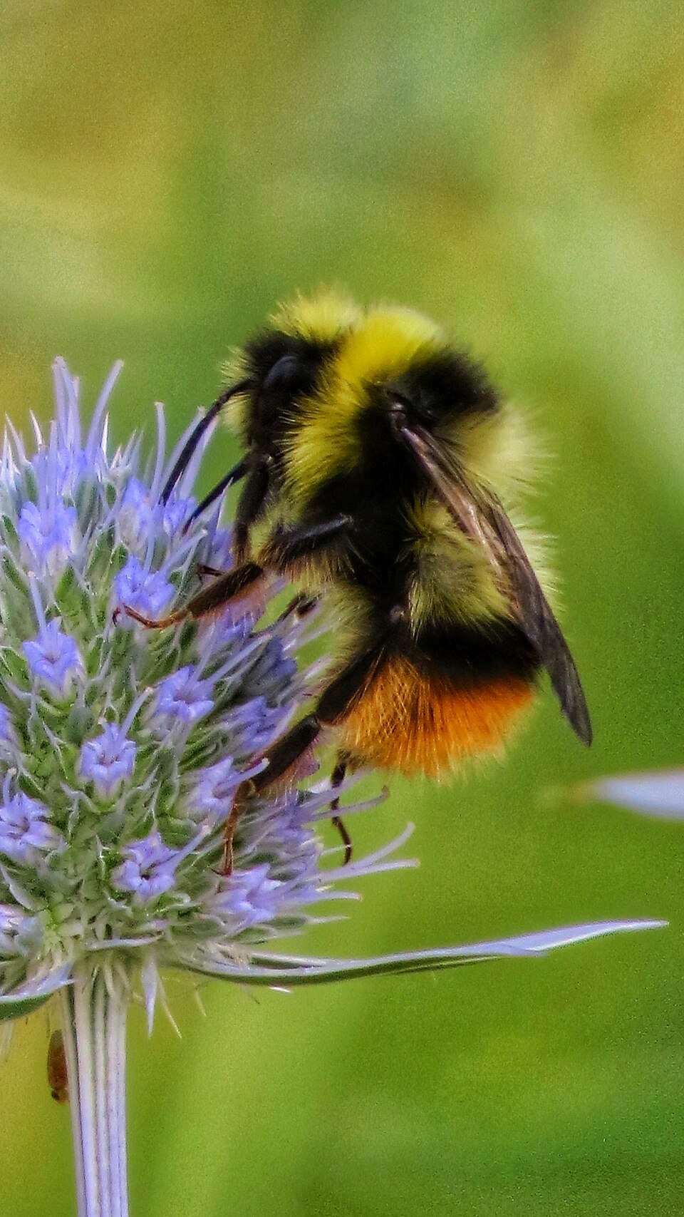Photo of Sichel's bumble bee
