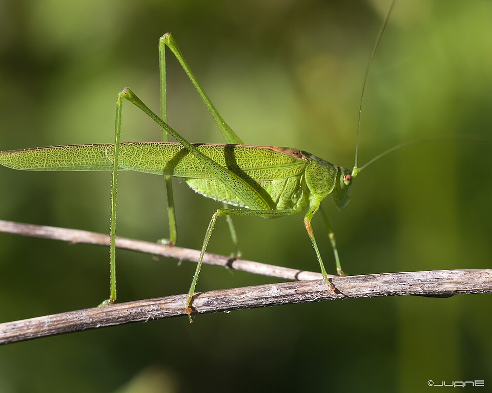Photo of Sickle-bearing bush-cricket