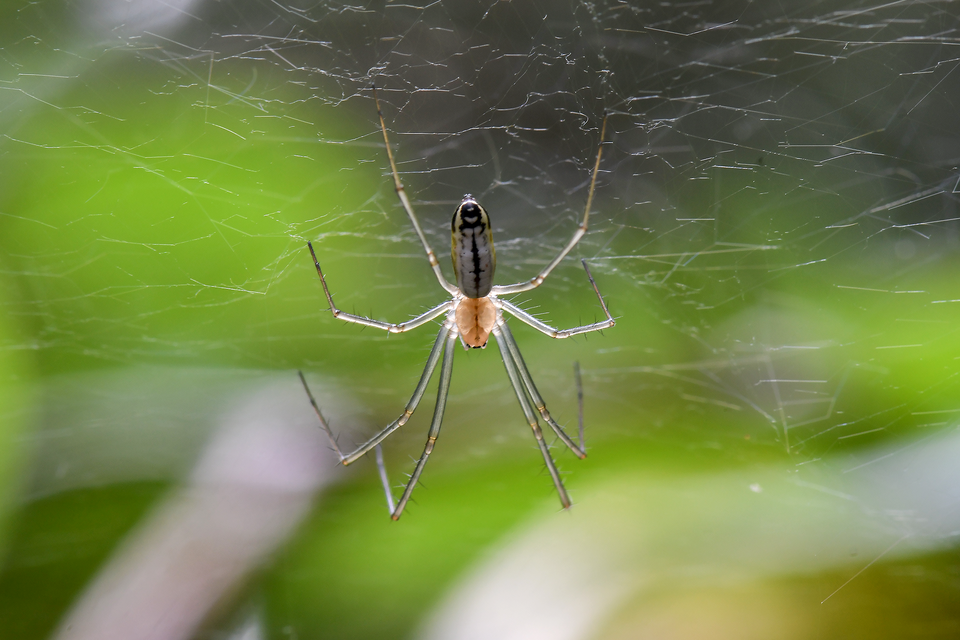 Photo of Sierra dome spider
