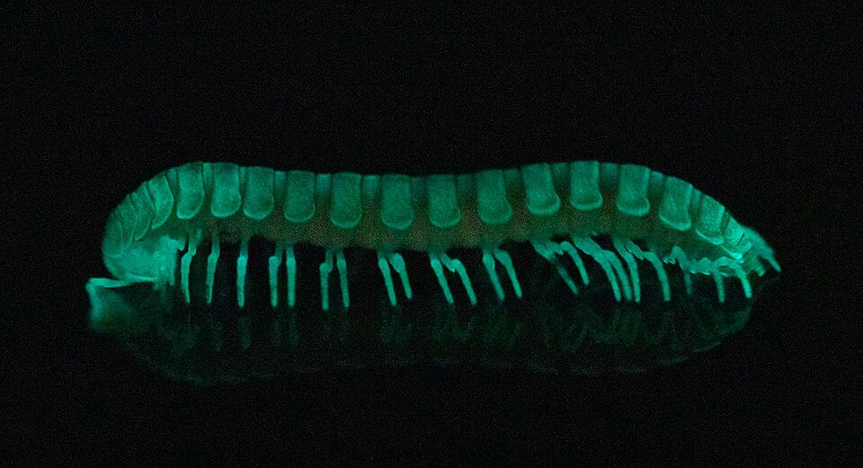 Photo of Sierra luminous millipede