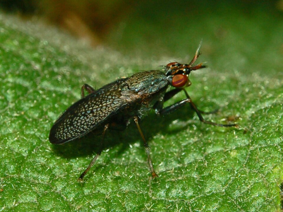 Photo of Sieve-winged snailkiller