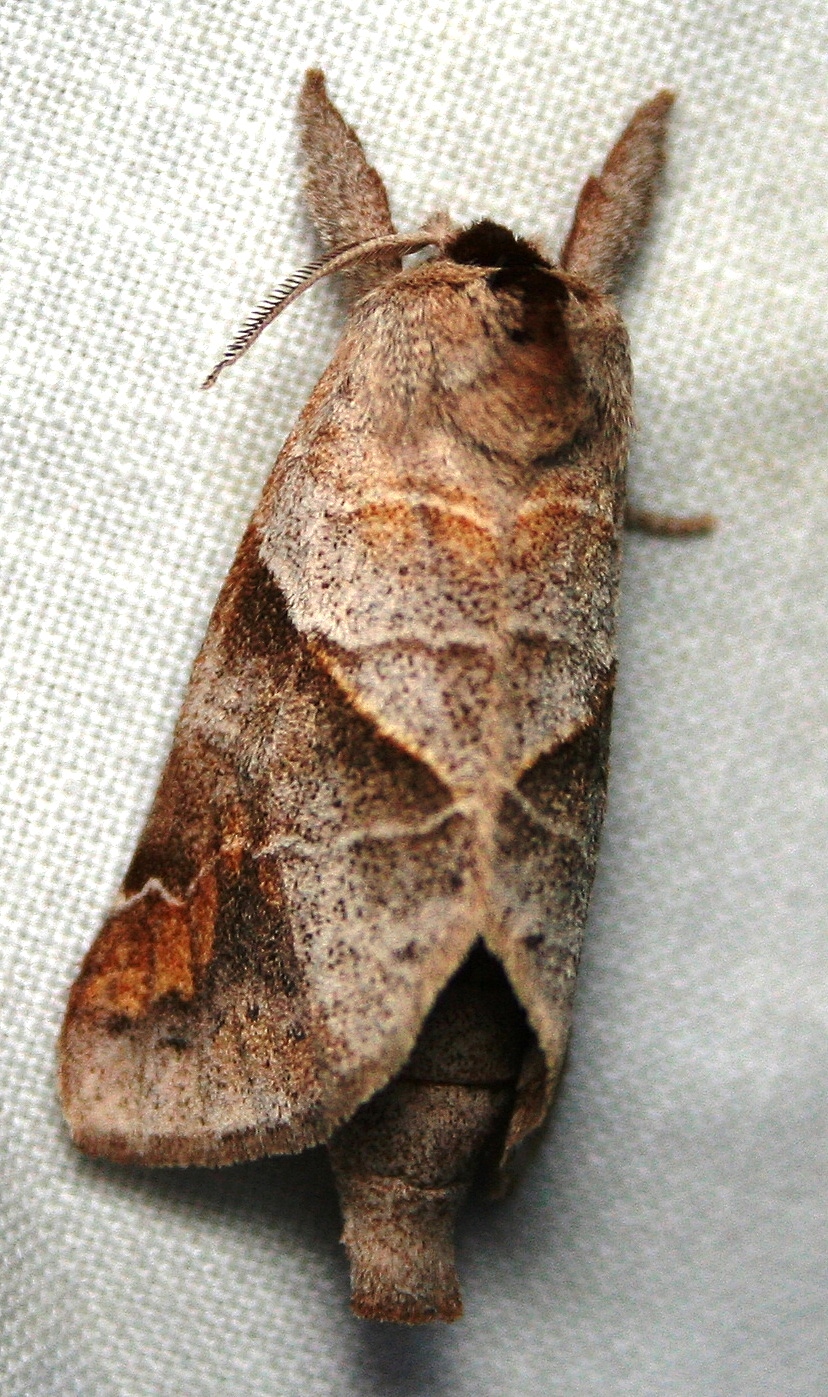Photo of Sigmoid prominent