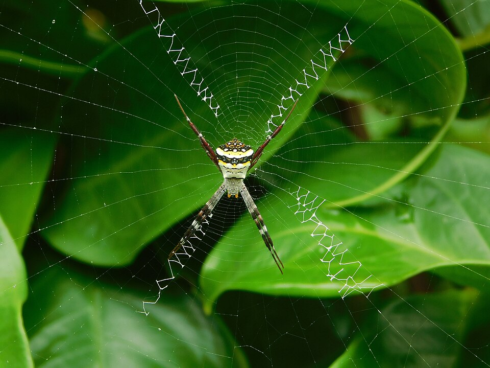 Photo of Signature spider
