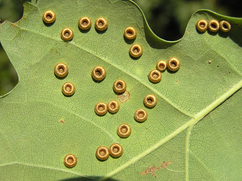 Photo of Silk-button spangle gall wasp