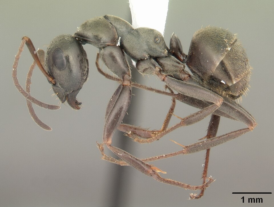 Photo of Silky field ant