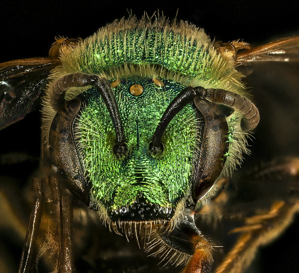 Photo of Silky striped sweat bee