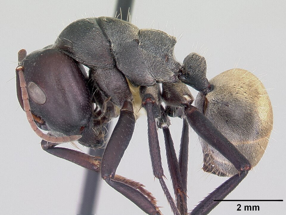Photo of Silky sugar ant