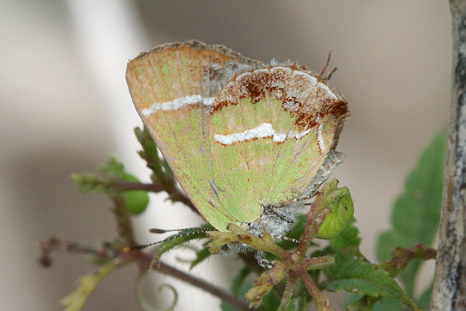 Photo of Silver-banded hairstreak