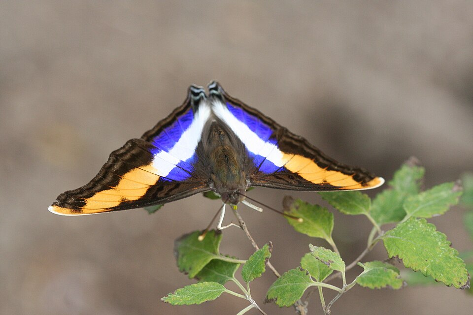 Photo of Silver emperor