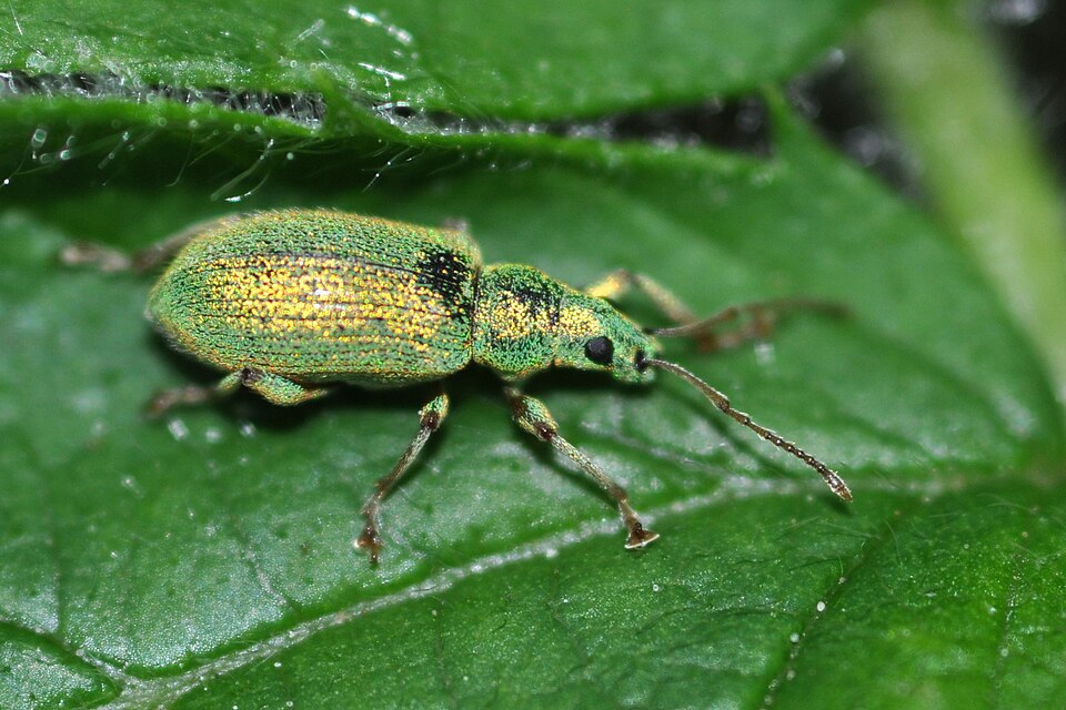 Photo of Silver-green leaf weevil