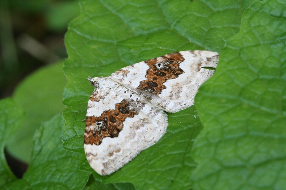 Photo of Silver-ground carpet