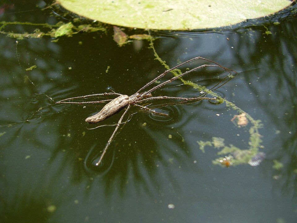 Photo of Silver long-jawed orbweaver
